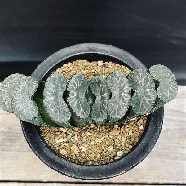 多肉植物：ハオルチア 大型丸葉玉扇*幅13cm 現品！一品限り : 遊恵