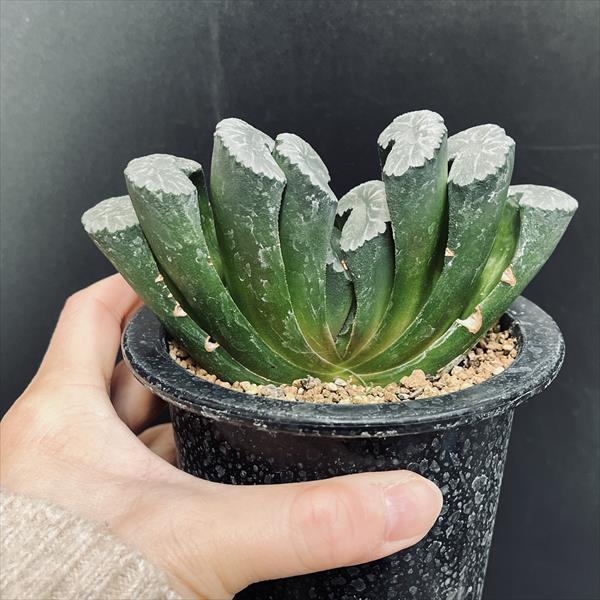 大型玉扇  美品 多肉植物：ハオルチア 大型丸葉玉扇*幅13cm 現品！一品限り : 遊恵