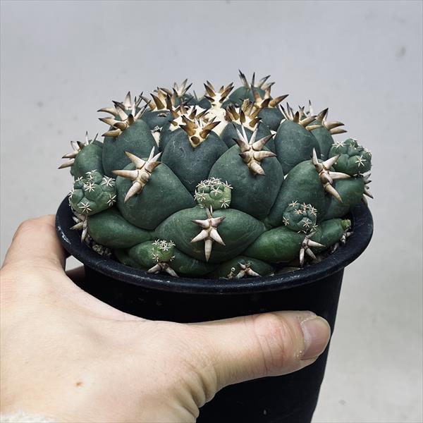サボテン：コリファンタ 短刺象牙丸*幅11cm 現品！一品限り : 遊恵盆栽