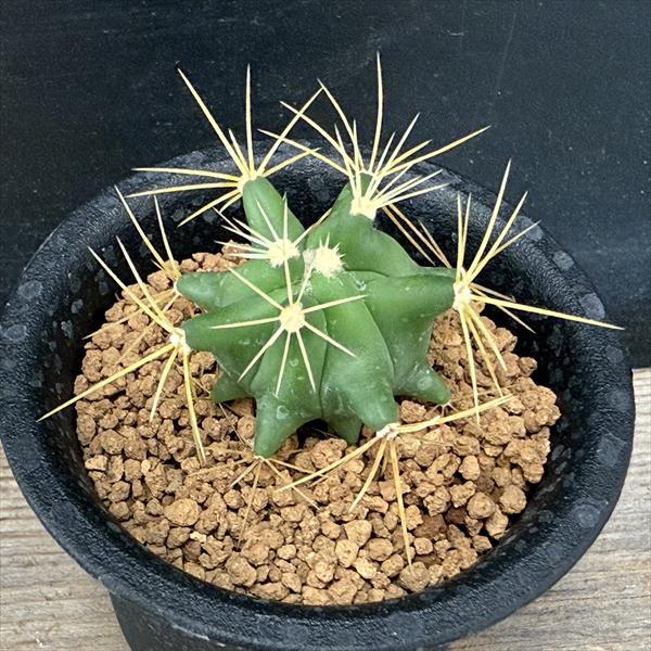 サボテン：フェロカクタス 王冠竜 実生*幅3cm ☆早川氏実生 : 遊恵