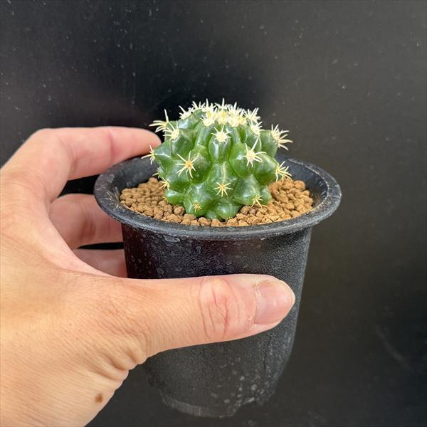 サボテン：エキノカクタス パーマネント金鯱の実生*幅4.5cm : 遊恵