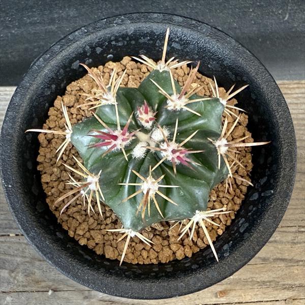 サボテン：フェロカクタス 紅洋丸 実生*幅4.5cm : 遊恵盆栽