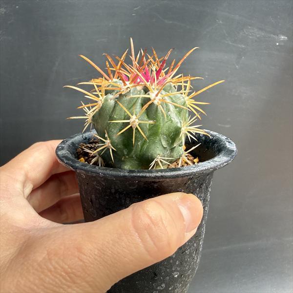 サボテン：フェロカクタス 紅洋丸 実生*幅4.5cm : 遊恵盆栽 Yahoo!店