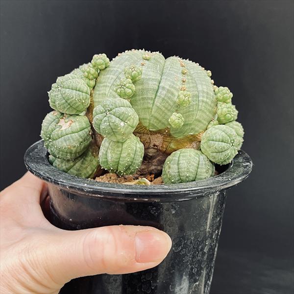 ☆特価☆多肉植物：ユーフォルビア 子吹きシンメトリカ*幅10.5cm