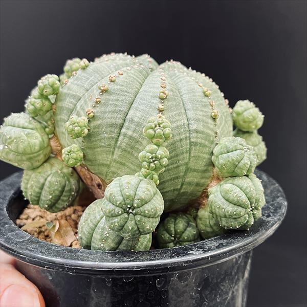 ☆特価☆多肉植物：ユーフォルビア 子吹きシンメトリカ*幅10.5cm