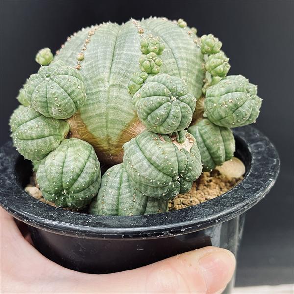 ☆特価☆多肉植物：ユーフォルビア 子吹きシンメトリカ*幅10.5cm
