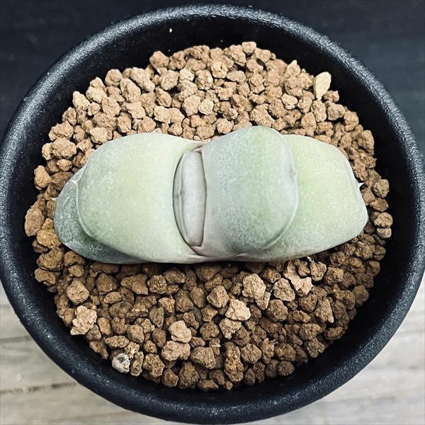 多肉植物：ガステリア 特良ダルマ グロメラータ*S 幅5cm : 遊恵盆栽