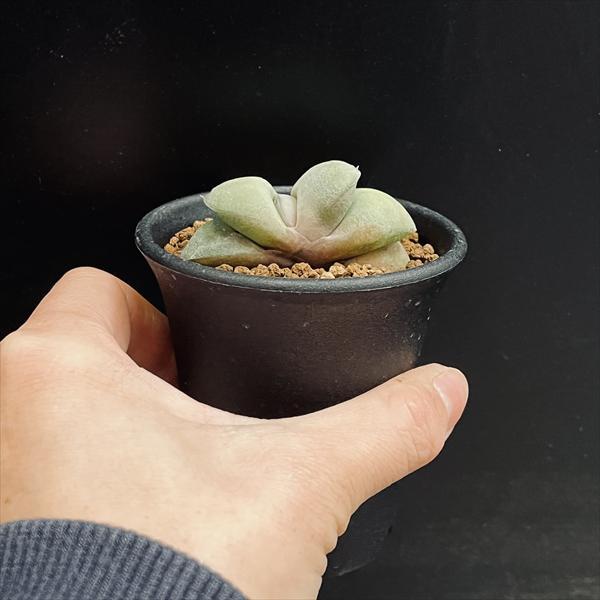 多肉植物：ガステリア 特良ダルマ グロメラータ*S 幅5cm : 遊恵盆栽