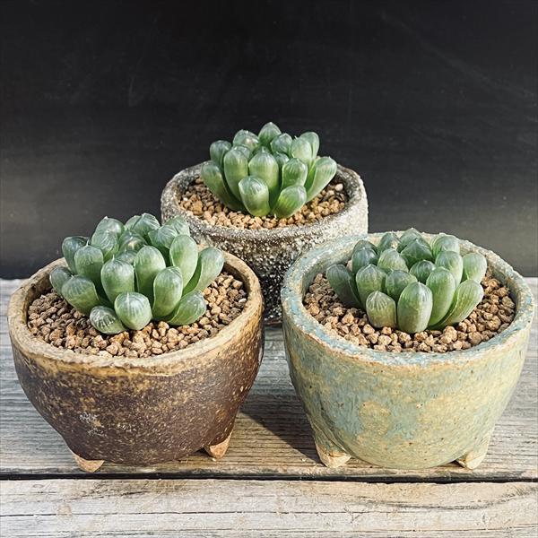 多肉植物: ハオルチア オブツーサ 信楽焼陶器鉢 *和 サボテン : 遊恵