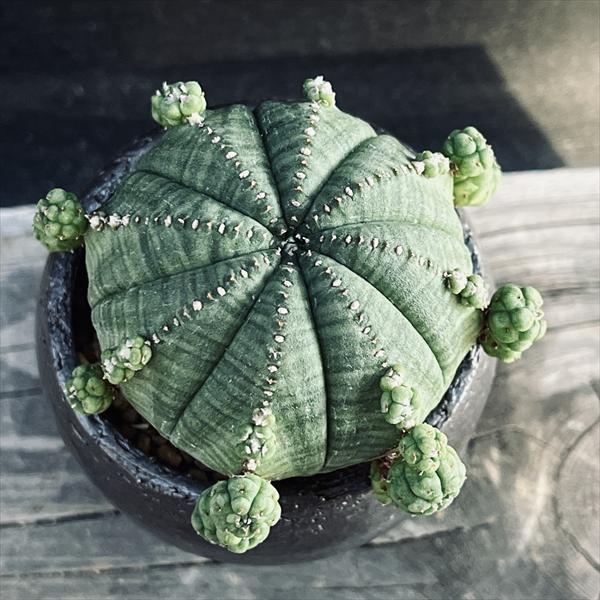 多肉植物：ユーフォルビア 子吹きシンメトリカ 陶器鉢 *和 サボテン