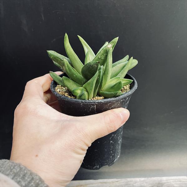 多肉植物：ハオルチア スターキアナ 風車*幅9.5cm 現品！一品限り