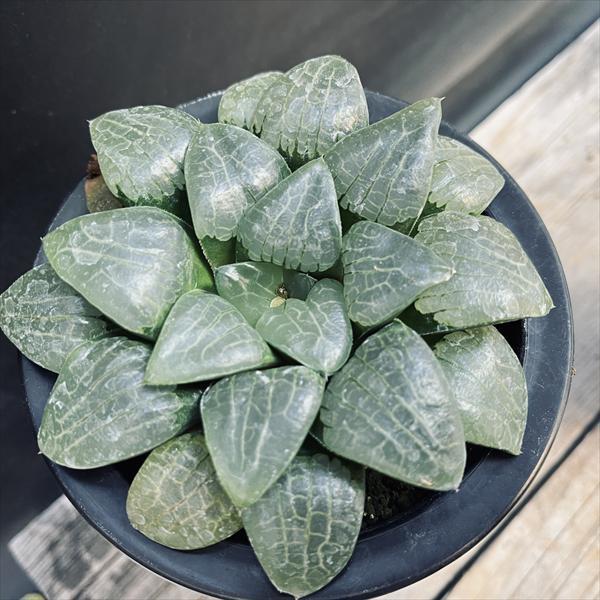 多肉植物：ハオルチア 大型選抜スプリングボクブラケンシス*幅11cm