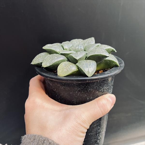 多肉植物：ハオルチア 大型選抜スプリングボクブラケンシス*幅11cm