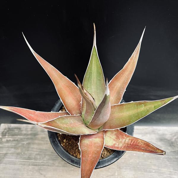 多肉植物：アガベ ケルチョベイ ファジャパン レッド*L 幅20cm