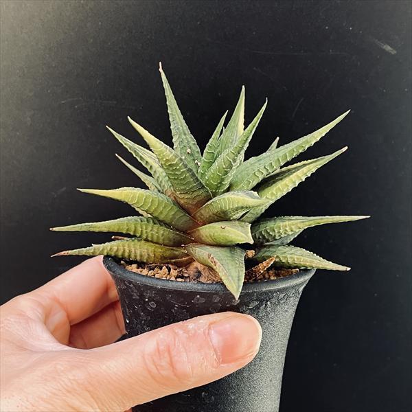 多肉植物：ハオルチア 瑠璃殿錦*幅10cm 現品！一品限り : 遊恵盆栽