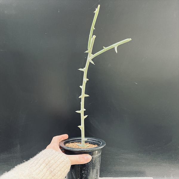 コーデックス：アデニア グロボーサ 挿し木*幅3cm : 遊恵盆栽 Yahoo