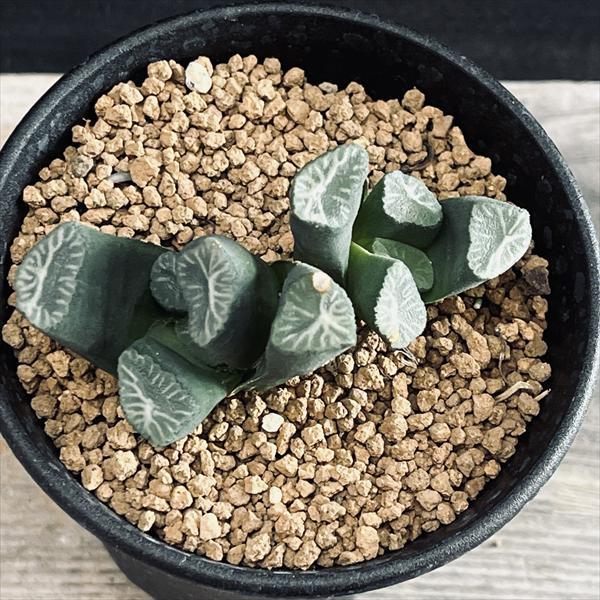 多肉植物：ハオルチア 万象*幅4.5cm 現品！一品限り : 遊恵盆栽