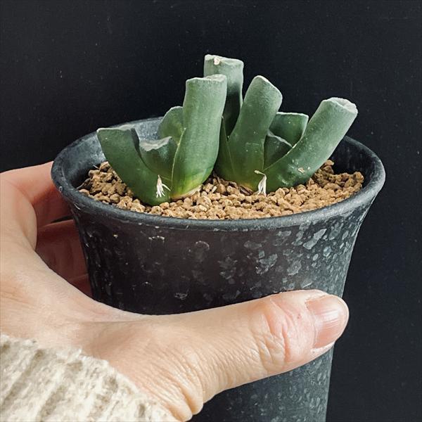 多肉植物：ハオルチア 万象*幅4.5cm 現品！一品限り : 遊恵盆栽