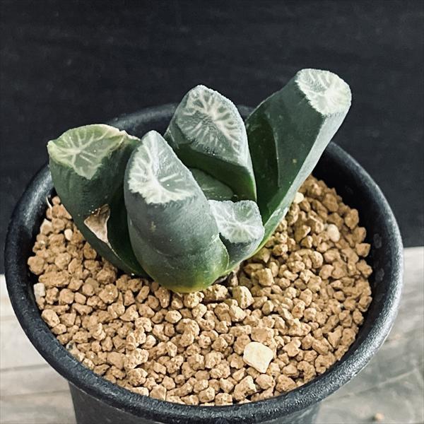 多肉植物：ハオルチア 万象*幅5.5cm 現品！一品限り : 遊恵盆栽