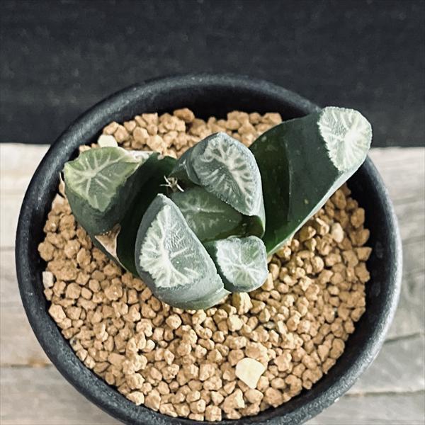 多肉植物：ハオルチア 万象*幅5.5cm 現品！一品限り : 遊恵盆栽