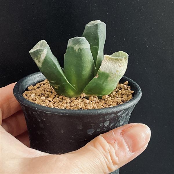 多肉植物：ハオルチア 万象*幅5.5cm 現品！一品限り : 遊恵盆栽