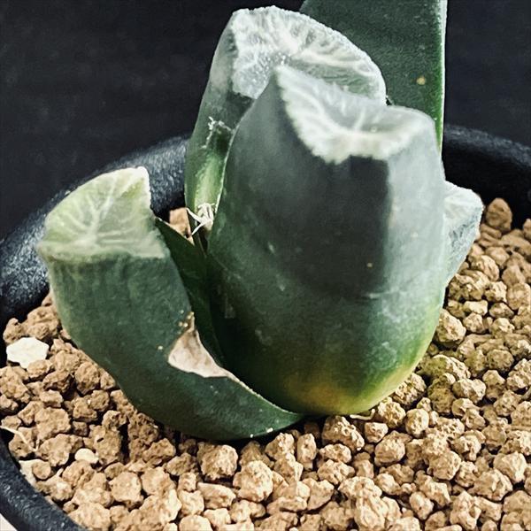 多肉植物：ハオルチア 万象*幅5.5cm 現品！一品限り : 遊恵盆栽