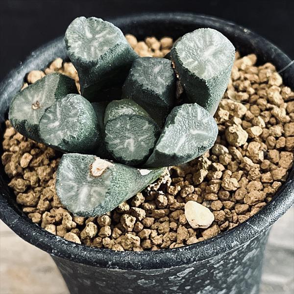 多肉植物：ハオルチア 万象*幅4.5cm 現品！一品限り : 遊恵盆栽