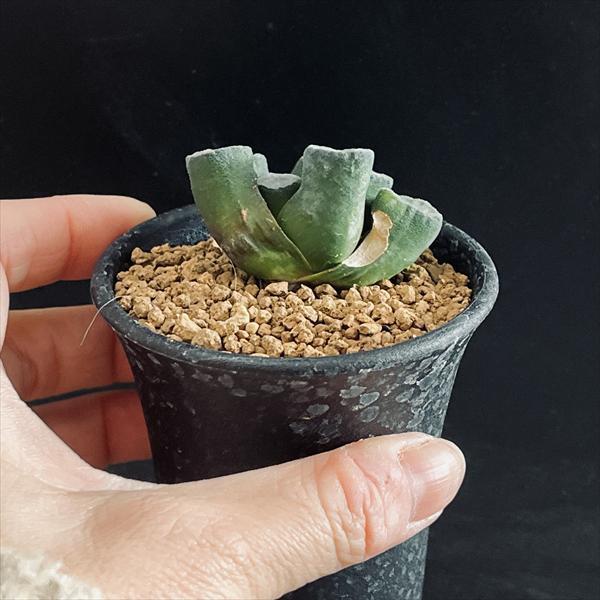 多肉植物：ハオルチア 万象*幅4.5cm 現品！一品限り : 遊恵盆栽