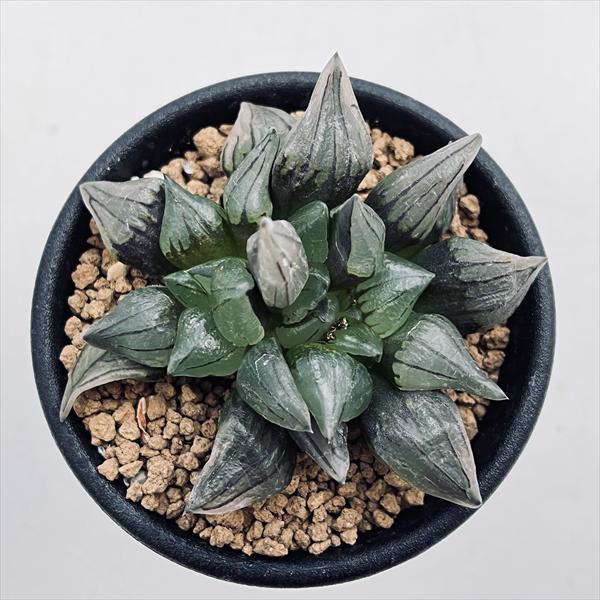☆特価☆多肉植物：ハオルチア アトロフスカ ミュータント*幅7cm
