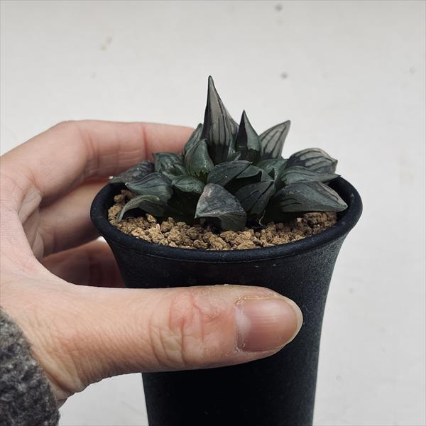 ☆特価☆多肉植物：ハオルチア アトロフスカ ミュータント*幅7cm