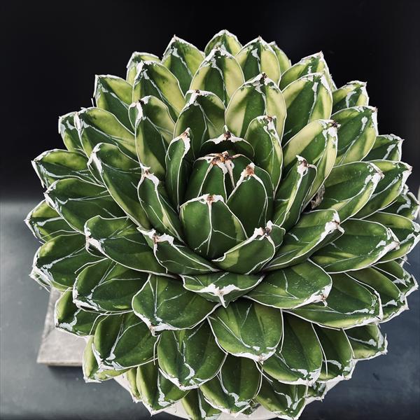 多肉植物：アガベ 輝山（きざん）特大サイズ*幅30cm 現品！一品限り