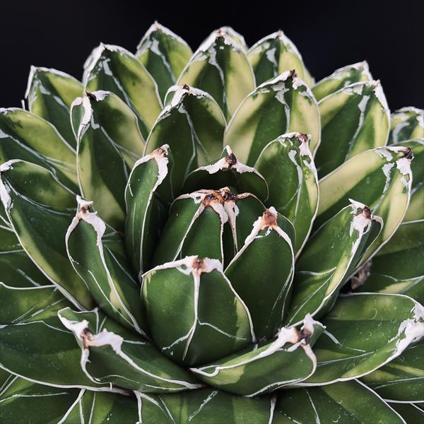 多肉植物：アガベ 輝山（きざん）特大サイズ*幅30cm 現品！一品限り