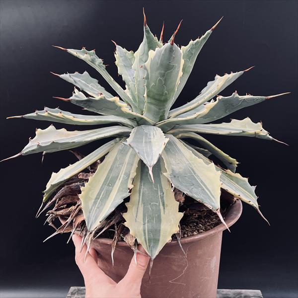 多肉植物：アガベ 怒雷神錦 ベルシャフェルティ 縞斑*幅40cm 現品
