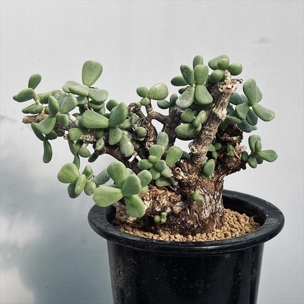 ケラリアピグマエア 発根済み 塊根 植物 コーデックス 大株 多肉植物 コーデックス：ケラリア ピグマエア 大株 発根済*葉幅15cm