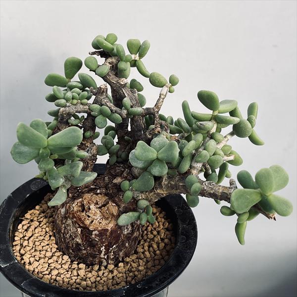 コーデックス：ケラリア ピグマエア 大株 発根済*葉幅15cm