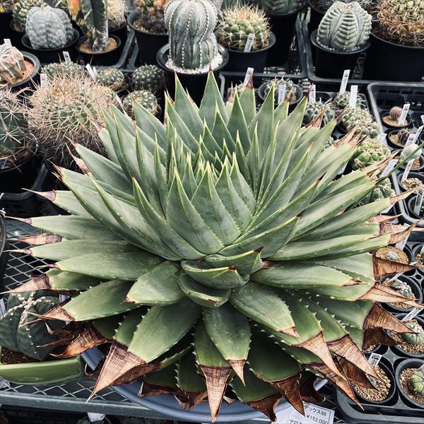 アロエ　ポリフィラ　大株 多肉植物：アロエ ポリフィラ*幅58cm 現品！一品限り ☆店頭にてお