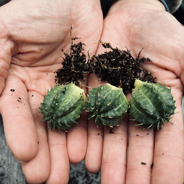 ☆特価☆多肉植物：ユーフォルビア バリダ 抜き苗 3個セット*幅2.5cm
