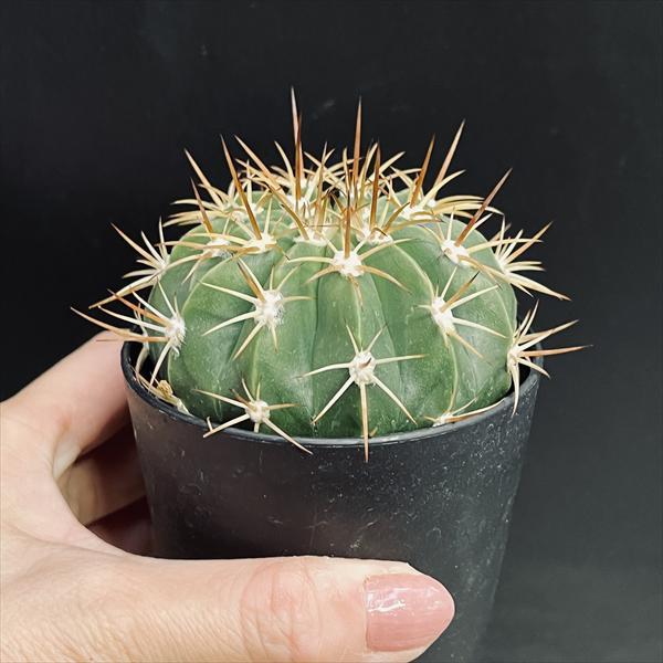 サボテン：メロカクタス クルビスピヌス カエシウス 実生*幅7cm