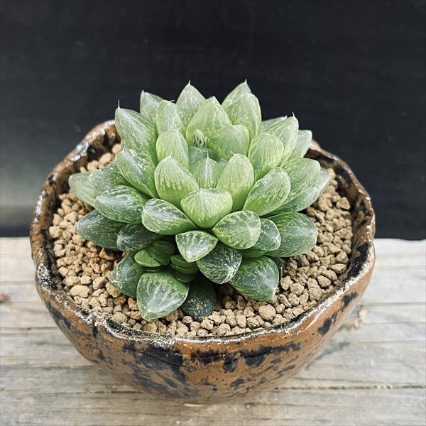 多肉植物：ハオルチア 光るオブツーサ 信楽焼 竹鳳鉢*幅6cm : 遊恵