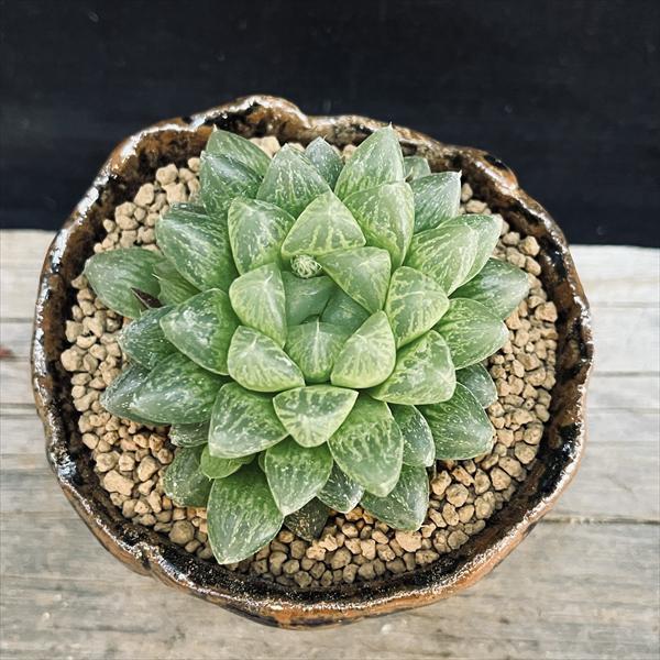 多肉植物：ハオルチア 光るオブツーサ 信楽焼 竹鳳鉢*幅6cm : 遊恵