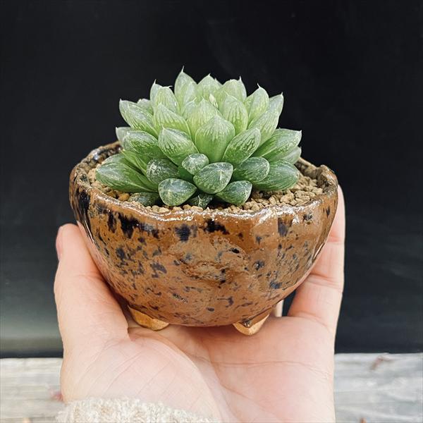 多肉植物：ハオルチア 光るオブツーサ 信楽焼 竹鳳鉢*幅6cm : 遊恵
