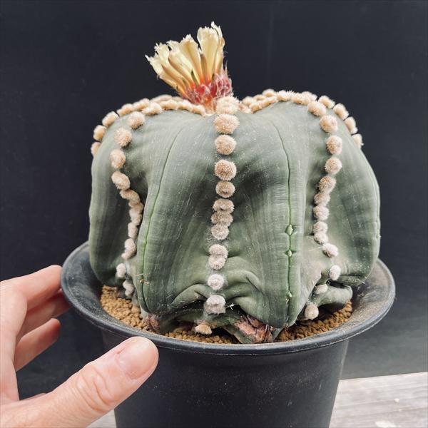 つ*ん様 サボテン　アストロフィツム　瑠璃兜錦　実生幼苗 サボテン：アストロフィツム 瑠璃兜丸 ツギ*幅16cm 現品！一品限り