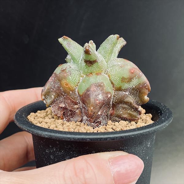 サボテン：鸞鳳玉（らんぽうぎょく）モンスト*幅5.5cm ☆赤松