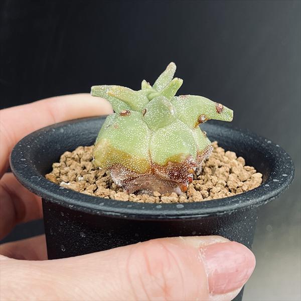 サボテン：鸞鳳玉（らんぽうぎょく）モンスト*幅4cm ☆赤松実生 現品