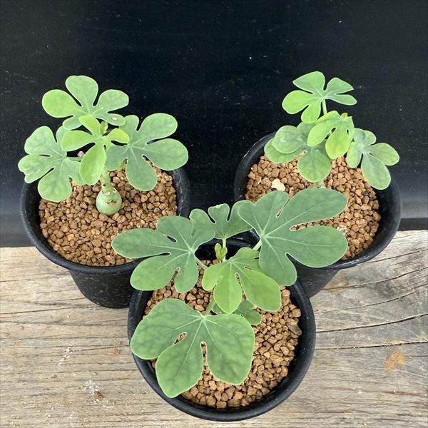 ☆特価☆コーデックス：アデニア グラウカ 3個セット*塊根幅1cm