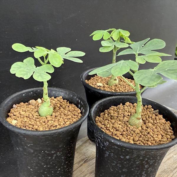 アデニア　グラウカ　Wヘッド　大株　(鉢付き) アデニア グラウカ Wヘッド 大株 (鉢付き) アデニア グラウカ W