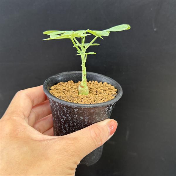 ☆特価☆コーデックス：アデニア グラウカ 3個セット*塊根幅1cm