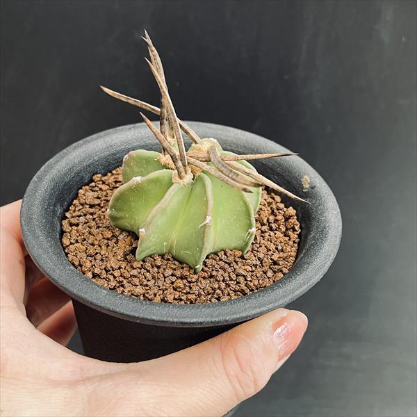 サボテン：アストロフィツム 水牛大鳳玉*幅5cm 現品！一品限り ☆赤松