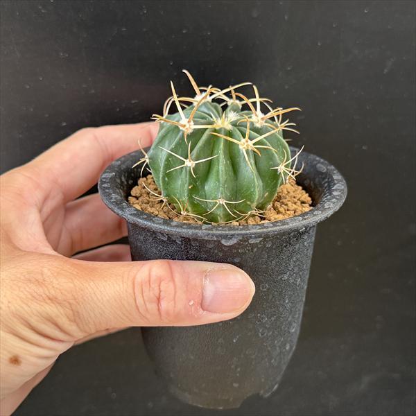 サボテン：ホマロケファラ 綾波*幅4.5cm ☆早川氏実生 : 遊恵盆栽