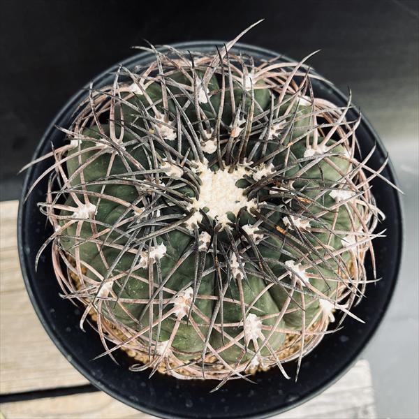 ☆特価☆サボテン：ギムノカリキウム 黒刺天平丸 実生*幅12cm 現品